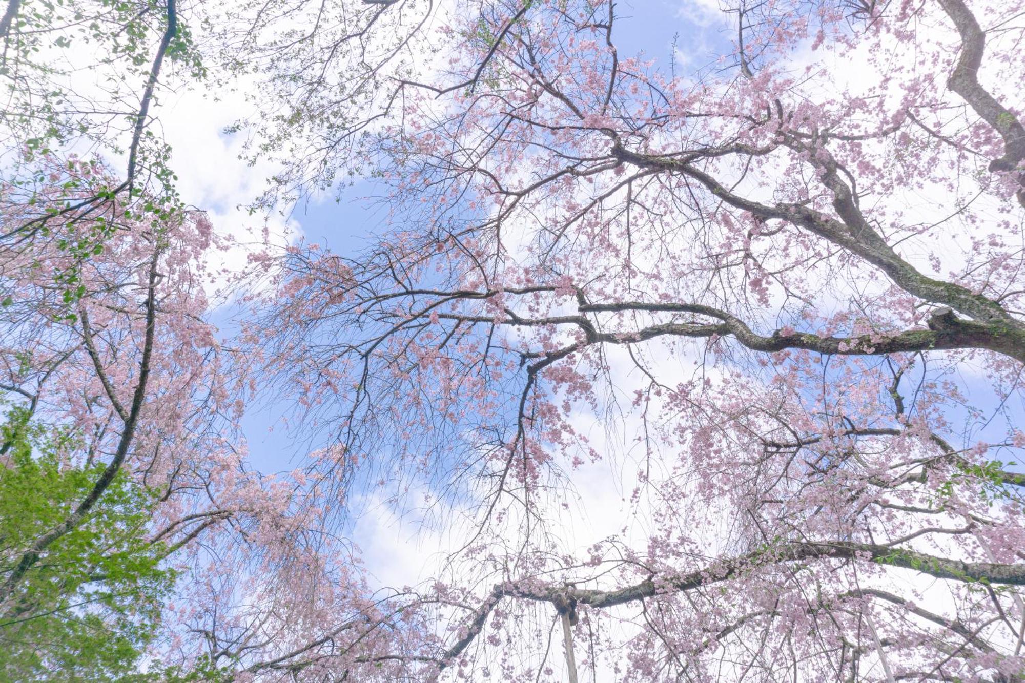 Tokyu Stay Kyoto Sanjo-Karasuma Eksteriør bilde